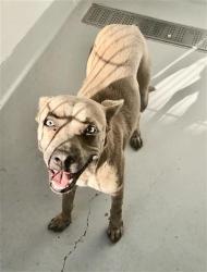 Shelter Stray Female Dog last seen Near BLOCK S CEDAR AVE, FRESNO CA 93702 4562, 5277 E Airways Blvd, Fresno, CA 93727, USA