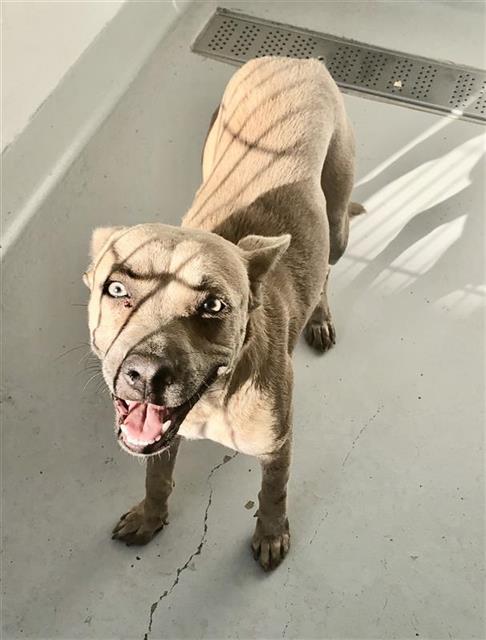 Shelter Stray Female Dog last seen Near BLOCK S CEDAR AVE, FRESNO CA 93702 4562, 5277 E Airways Blvd, Fresno, CA 93727, USA