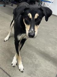 Shelter Stray Female Dog last seen Near BLOCK E SHIELDS AVE, FRESNO CA 93726 6420, 5277 E Airways Blvd, Fresno, CA 93727, USA