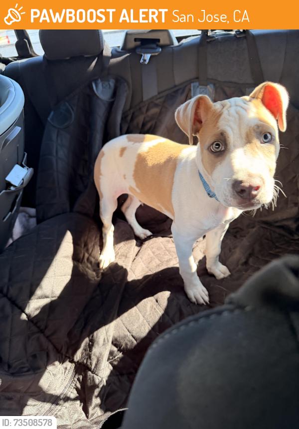 Found/Stray Male Dog last seen Hostetter and capitol ave, San Jose, CA 95132