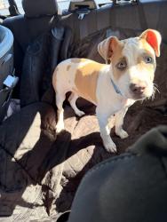Found/Stray Male Dog last seen Hostetter and capitol ave, San Jose, CA 95132