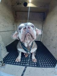 Shelter Stray Female Dog last seen Near BLOCK POLK ST, HOLLYWOOD FL 33020, 2400 SW 42nd St, Fort Lauderdale, FL 33312, USA