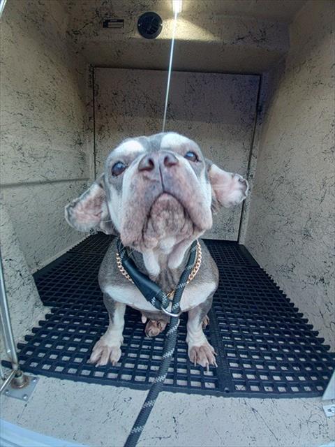 Shelter Stray Female Dog last seen Near BLOCK POLK ST, HOLLYWOOD FL 33020, 2400 SW 42nd St, Fort Lauderdale, FL 33312, USA
