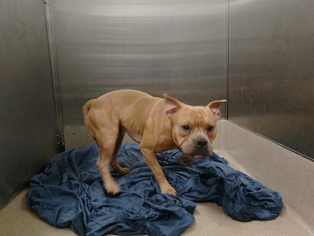 Shelter Stray Male Dog last seen Near BLOCK POLK ST, HOLLYWOOD FL 33020, 2400 SW 42nd St, Fort Lauderdale, FL 33312, USA