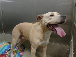 Shelter Stray Female Dog last seen Near BLOCK POLK ST, HOLLYWOOD FL 33020, 2400 SW 42nd St, Fort Lauderdale, FL 33312, USA