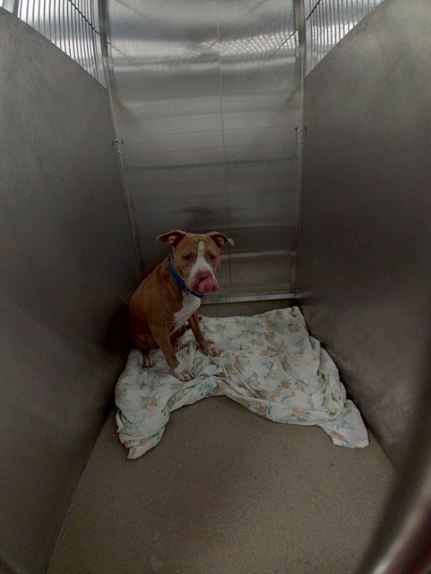 Shelter Stray Male Dog last seen Near BLOCK POLK ST, HOLLYWOOD FL 33020, 2400 SW 42nd St, Fort Lauderdale, FL 33312, USA