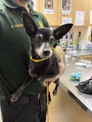 Shelter Stray Female Dog last seen Near CREST HILL DR, RENO NV 89506, 2825 Longley Ln Suite A, Reno, NV 89502, USA