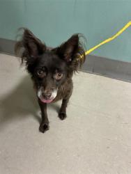Shelter Stray Female Dog last seen Near CREST HILL DR, RENO NV 89506, 2825 Longley Ln Suite A, Reno, NV 89502, USA