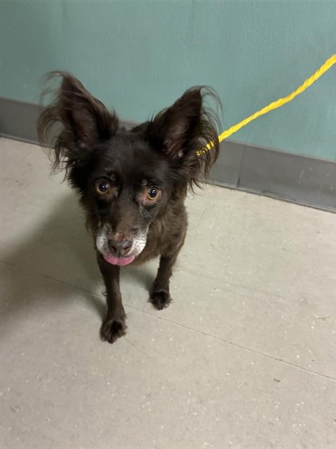 Shelter Stray Female Dog last seen Near CREST HILL DR, RENO NV 89506, 2825 Longley Ln Suite A, Reno, NV 89502, USA