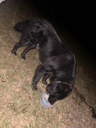 Reunited Male Dog last seen Near River Road, Vanceboro, NC 28586