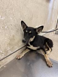 Shelter Stray Female Dog last seen Near BLOCK MARGARTH ST, PERRIS, CA, 6851 Van Buren Boulevard, Jurupa Valley, CA 92509, USA