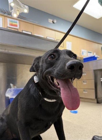 Shelter Stray Female Dog last seen Near BLOCK BARNES RD, PERRIS, CA, 6851 Van Buren Boulevard, Jurupa Valley, CA 92509, USA