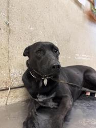 Shelter Stray Female Dog last seen Near BLOCK BARNES RD, PERRIS, CA, 6851 Van Buren Boulevard, Jurupa Valley, CA 92509, USA