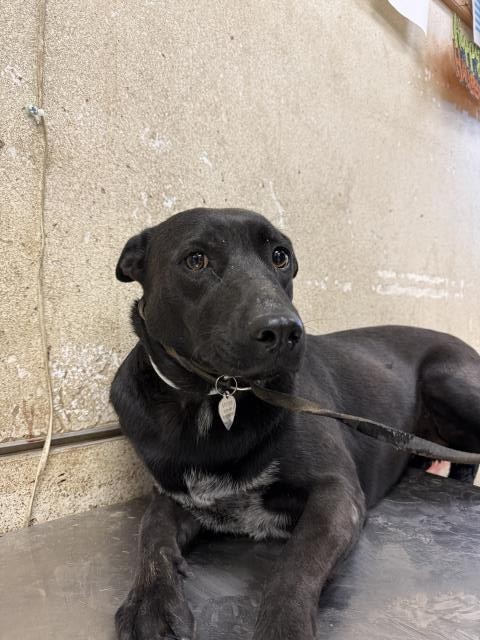 Shelter Stray Female Dog last seen Near BLOCK BARNES RD, PERRIS, CA, 6851 Van Buren Boulevard, Jurupa Valley, CA 92509, USA