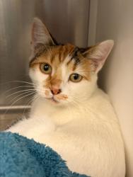 Shelter Stray Female Cat last seen EPPINGER BLVD, 12155 Park Blvd, Brighton, CO 80601, USA
