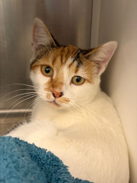 Shelter Stray Female Cat last seen EPPINGER BLVD, 12155 Park Blvd, Brighton, CO 80601, USA