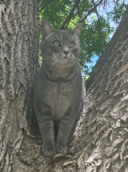 Reunited Male Cat last seen E 22nd Street and Williams Street - Denver, CO, Denver, CO 80205