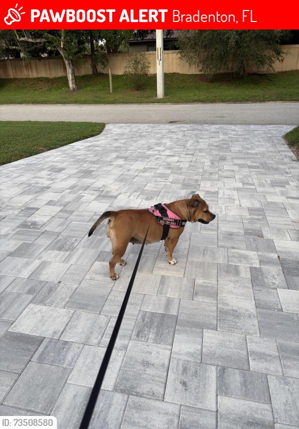 Lost Female Dog last seen Mill Creek Phase 3, Bradenton, FL 34212