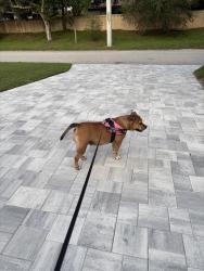 Lost Female Dog last seen Mill Creek Phase 3, Bradenton, FL 34212