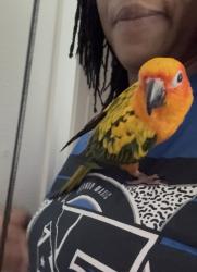 Lost Male Bird last seen Dog track road and 17/93, Casselberry, FL 32730