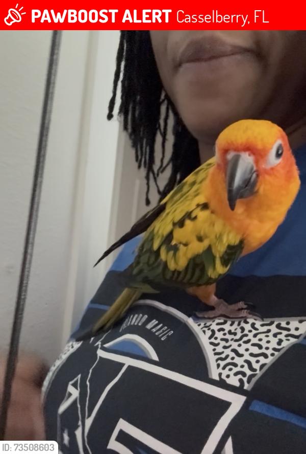 Lost Male Bird last seen Dog track road and 17/93, Casselberry, FL 32730