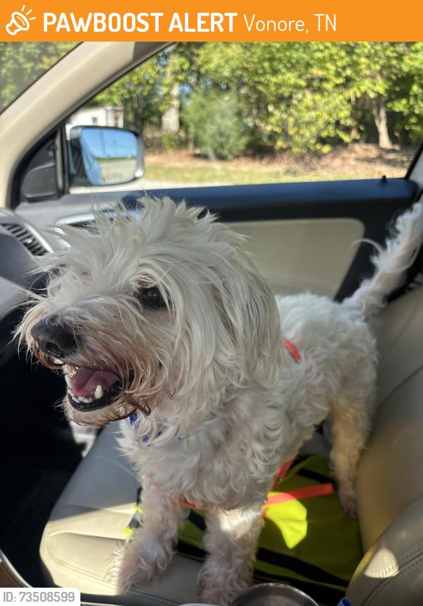Found/Stray Male Dog last seen Country road, Vonore, TN 37885