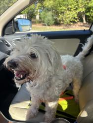 Found/Stray Male Dog last seen Country road, Vonore, TN 37885