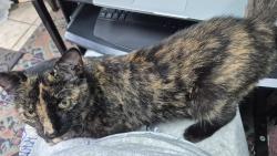 Reunited Female Cat last seen Belvedere, York, PA 17404