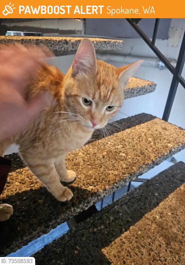 Found/Stray Male Cat last seen Tilsley and Magnolia, Spokane, WA 99207