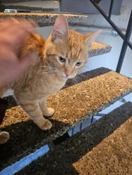 Found/Stray Male Cat last seen Tilsley and Magnolia, Spokane, WA 99207