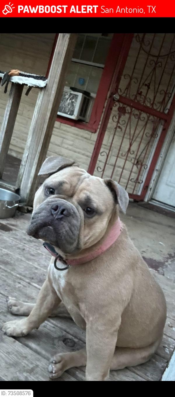 Lost Male Dog last seen Theo and melone area, San Antonio, TX 78214