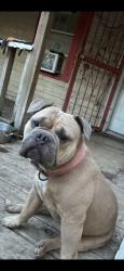 Lost Male Dog last seen Theo and melone area, San Antonio, TX 78214