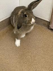 Shelter Stray Female Other last seen BLACKWOOD ST, 16 Barnes Ct, Hayward, CA 94544, USA