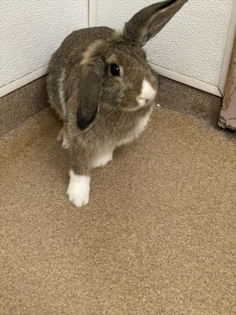 Shelter Stray Female Other last seen BLACKWOOD ST, 16 Barnes Ct, Hayward, CA 94544, USA