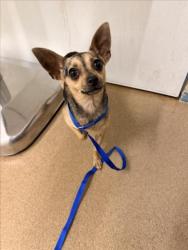 Shelter Stray Female Dog last seen PATRICK/WEEKS LIBRARY, 16 Barnes Ct, Hayward, CA 94544, USA