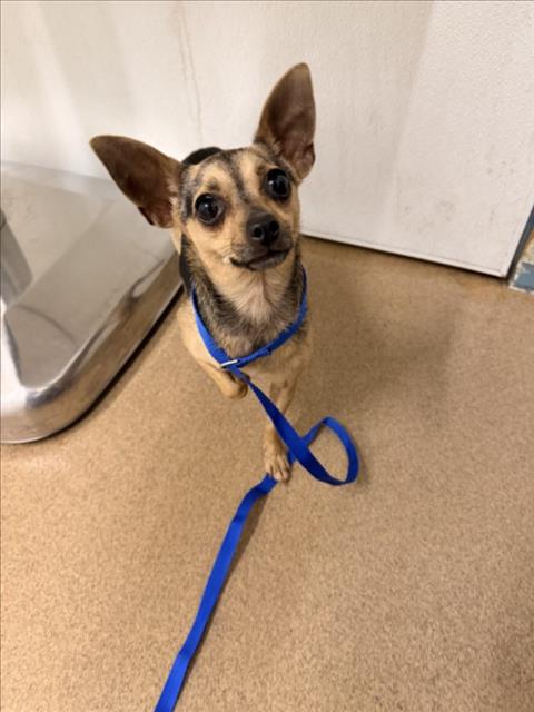 Shelter Stray Female Dog last seen PATRICK/WEEKS LIBRARY, 16 Barnes Ct, Hayward, CA 94544, USA
