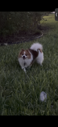 Found/Stray Unknown Dog last seen Eight st & Sycamore ave, McAllen, TX 78501
