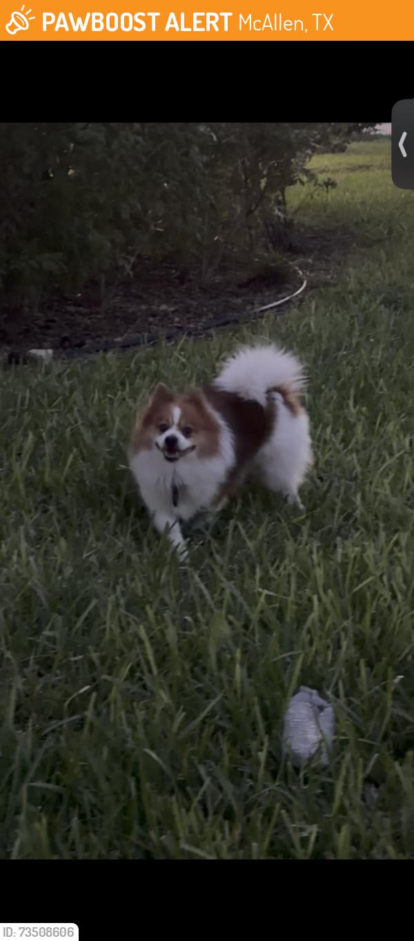 Found/Stray Unknown Dog last seen Eight st & Sycamore ave, McAllen, TX 78501