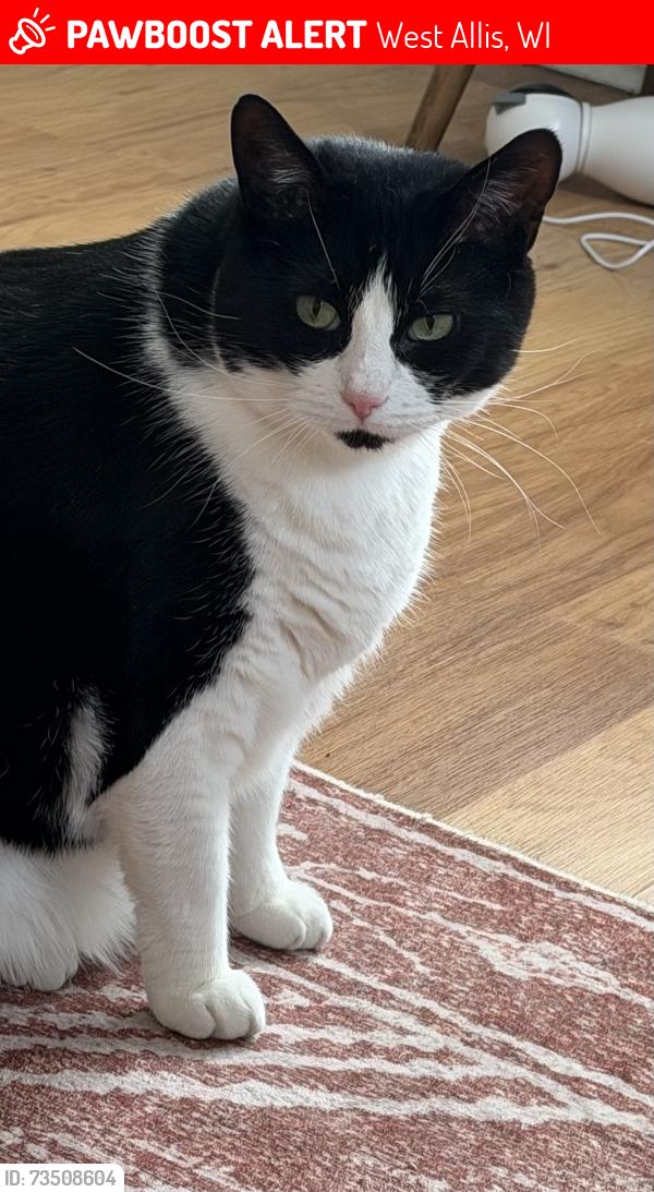 Lost Male Cat last seen Lincoln Ave & S 78th St, West Allis, WI 53219