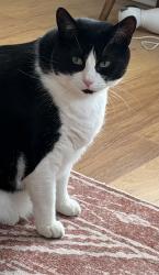 Lost Male Cat last seen Lincoln Ave & S 78th St, West Allis, WI 53219