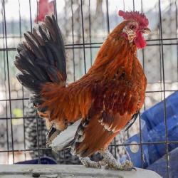 Shelter Stray Male Poultry last seen JANRICK AVE & MCBRIDE WAY, 2127 Front St, Sacramento, CA 95818, USA