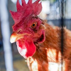 Shelter Stray Female Poultry last seen REDWOOD AVE & COLFAX ST, 2127 Front St, Sacramento, CA 95818, USA