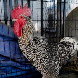 Shelter Stray Male Poultry last seen REDWOOD AVE & COLFAX ST, 2127 Front St, Sacramento, CA 95818, USA