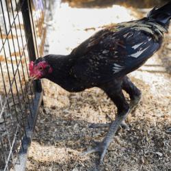Shelter Stray Unknown Poultry last seen ABRAMO WALK & CARDONA LN, 2127 Front St, Sacramento, CA 95818, USA