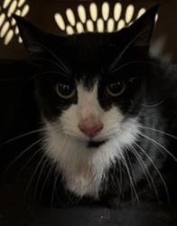 Shelter Stray Male Cat last seen CAPTAINS TABLE RD & RIVERSIDE BLVD, 2127 Front St, Sacramento, CA 95818, USA
