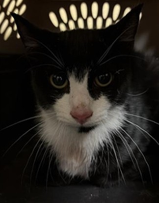 Shelter Stray Male Cat last seen CAPTAINS TABLE RD & RIVERSIDE BLVD, 2127 Front St, Sacramento, CA 95818, USA