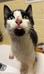 Shelter Stray Male Cat last seen CAPTAINS TABLE RD & RIVERSIDE BLVD, 2127 Front St, Sacramento, CA 95818, USA