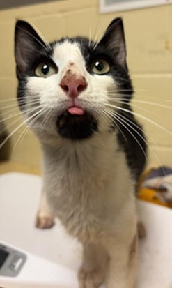 Shelter Stray Male Cat last seen CAPTAINS TABLE RD & RIVERSIDE BLVD, 2127 Front St, Sacramento, CA 95818, USA