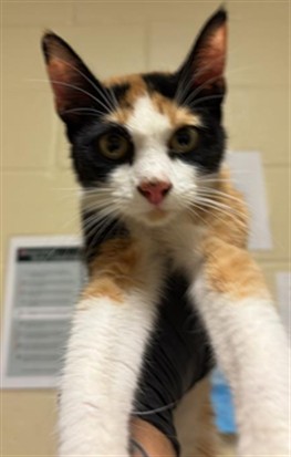 Shelter Stray Female Cat last seen CAPTAINS TABLE RD & RIVERSIDE BLVD, 2127 Front St, Sacramento, CA 95818, USA