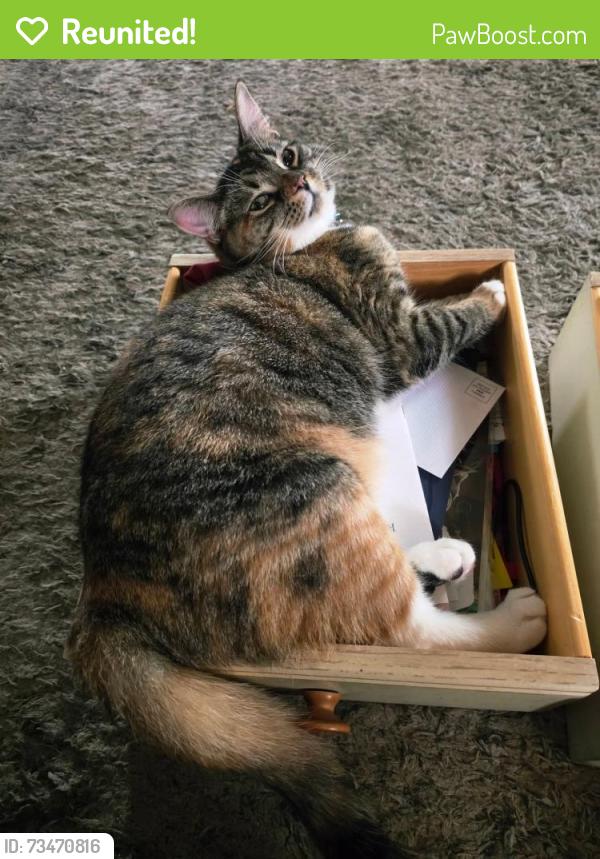 Reunited Female Cat last seen Cambridge st, Garden City, MI 48135